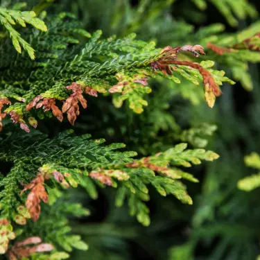Gule blade og visne nåle - hvad sker der? 